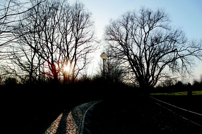 Le bois du Laerbeek le soir