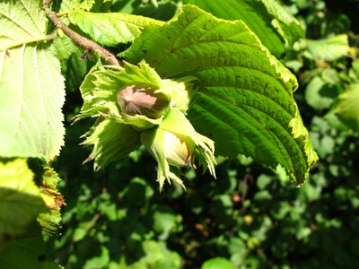 Plantez un arbre - noisetier