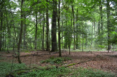 Bois du Laerbeek IV