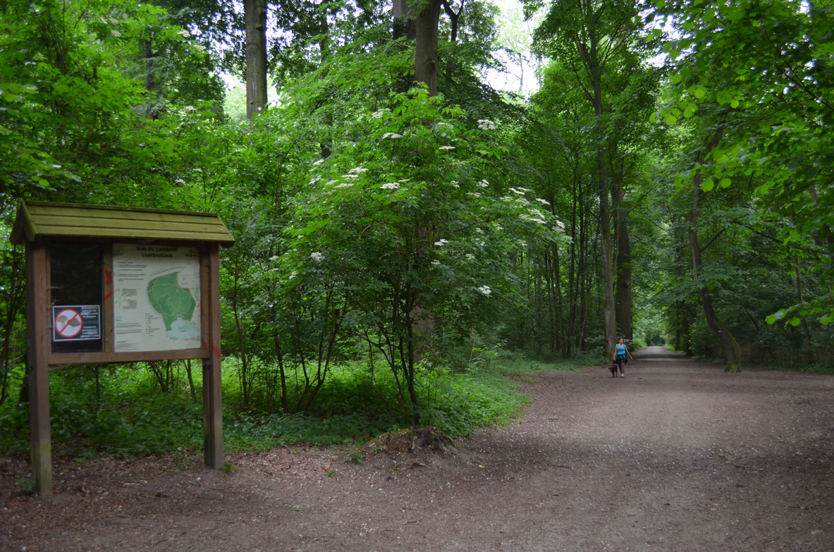 Le bois du Laerbeek