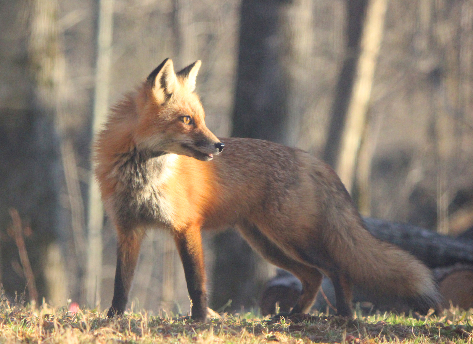 Red fox фото