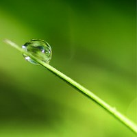 Dauwdruppel op een grassprietje